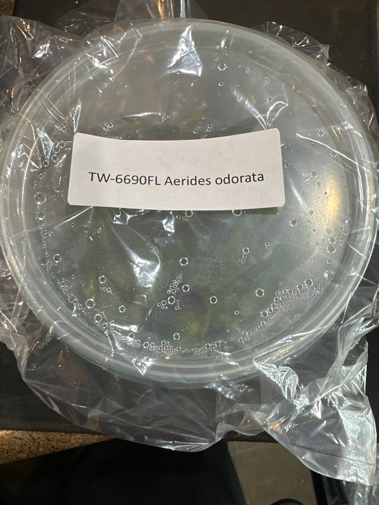 Flask Aerides odorata