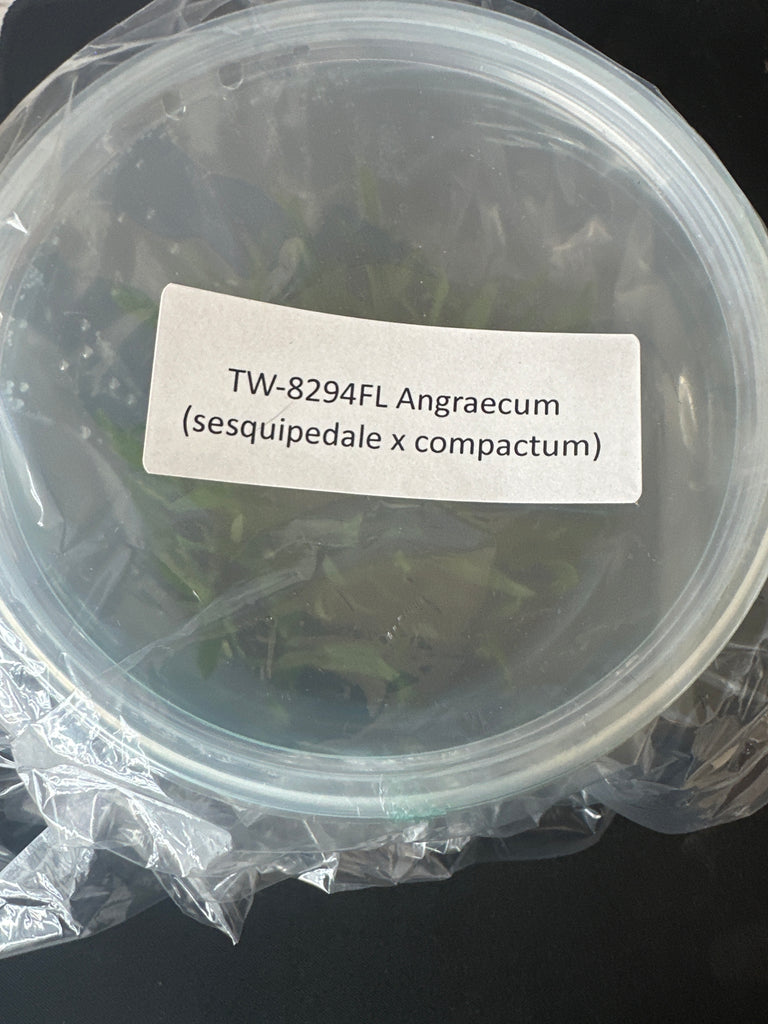 FLASK Angraecun (sesquipedale x compactum)