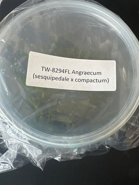 FLASK Angraecun (sesquipedale x compactum)