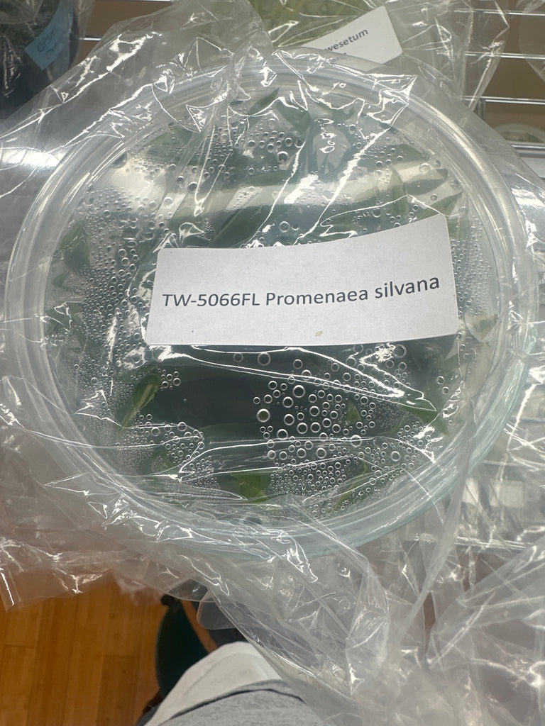 Flask Promenaea silvana