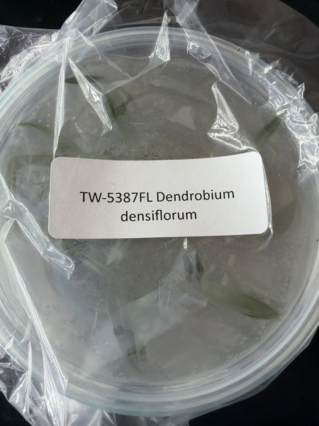 FLASK Dendrobium densiflorum