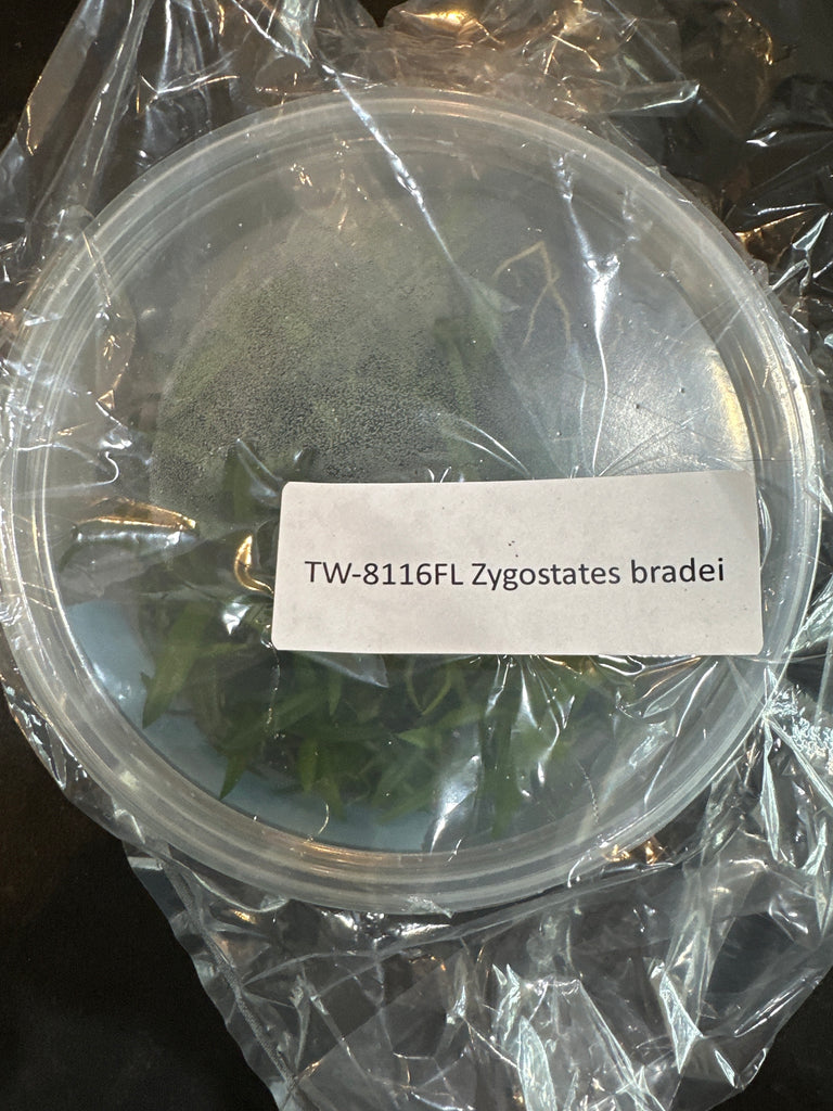 Flask Zygostates bradei