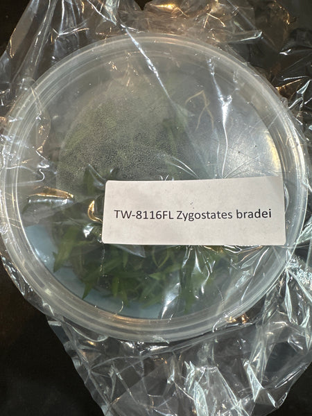 Flask Zygostates bradei