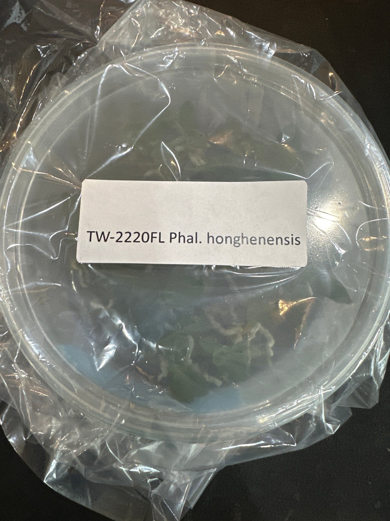 Flask Phal. honghenensis