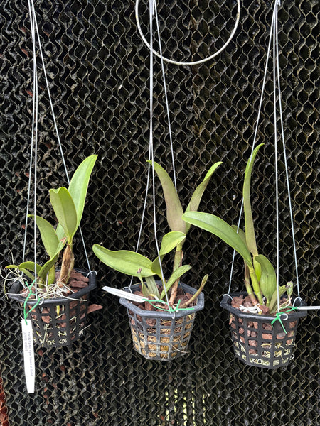 Rlc. Kyle ‘Heart of Gold’