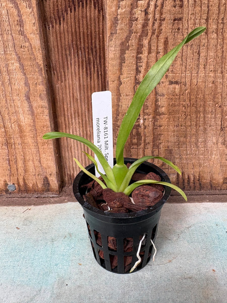 Miltonia spectabilis var. moreliana
