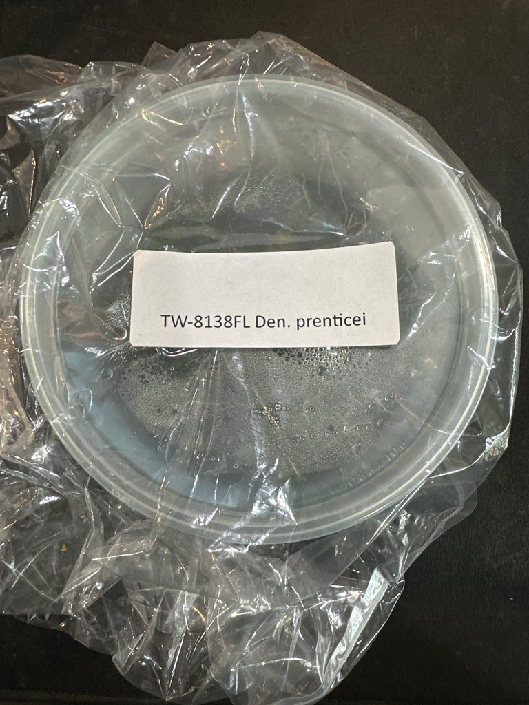FLASK Den prenticei