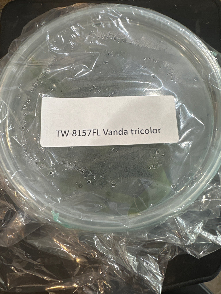 Flask Vanda tricolor