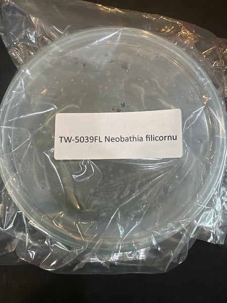 Flask Neobathia filicirnu