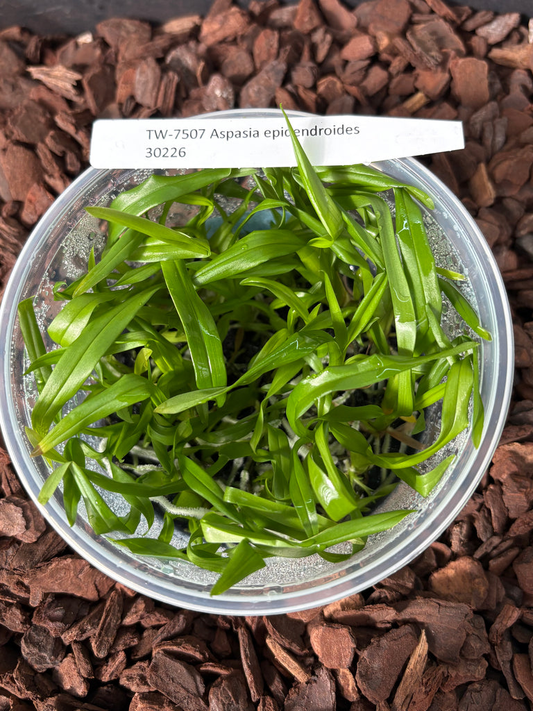 Flask Aspasia epidendroides