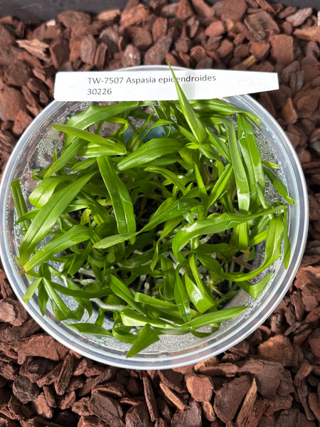 Flask Aspasia epidendroides