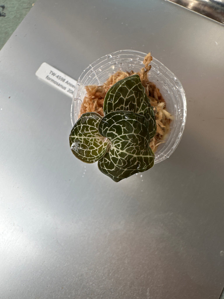 JEWEL ORCHID:  Anoectochilus formosanus polyploid