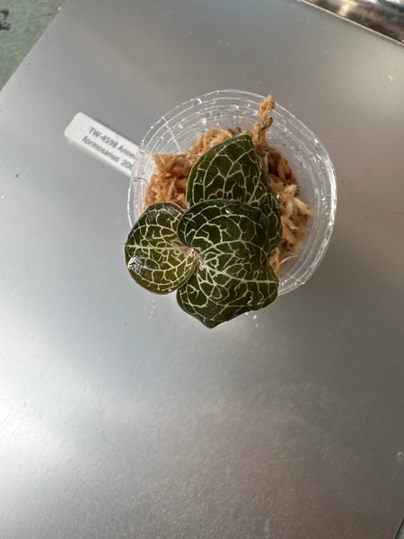 JEWEL ORCHID:  Anoectochilus formosanus polyploid