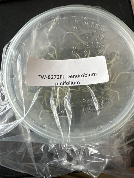 FLASK Dendrobium pinifolium