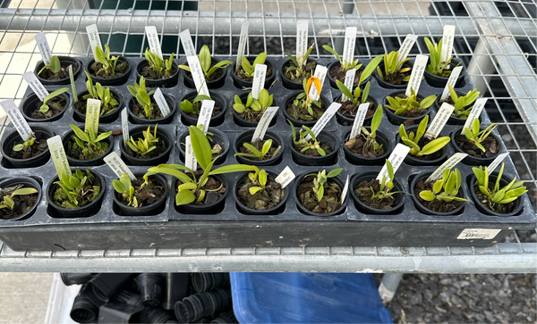 Bulbophyllum species Tray Pack