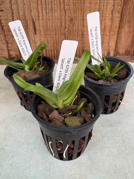 Angraecum compactum 'Janett' x Dans'