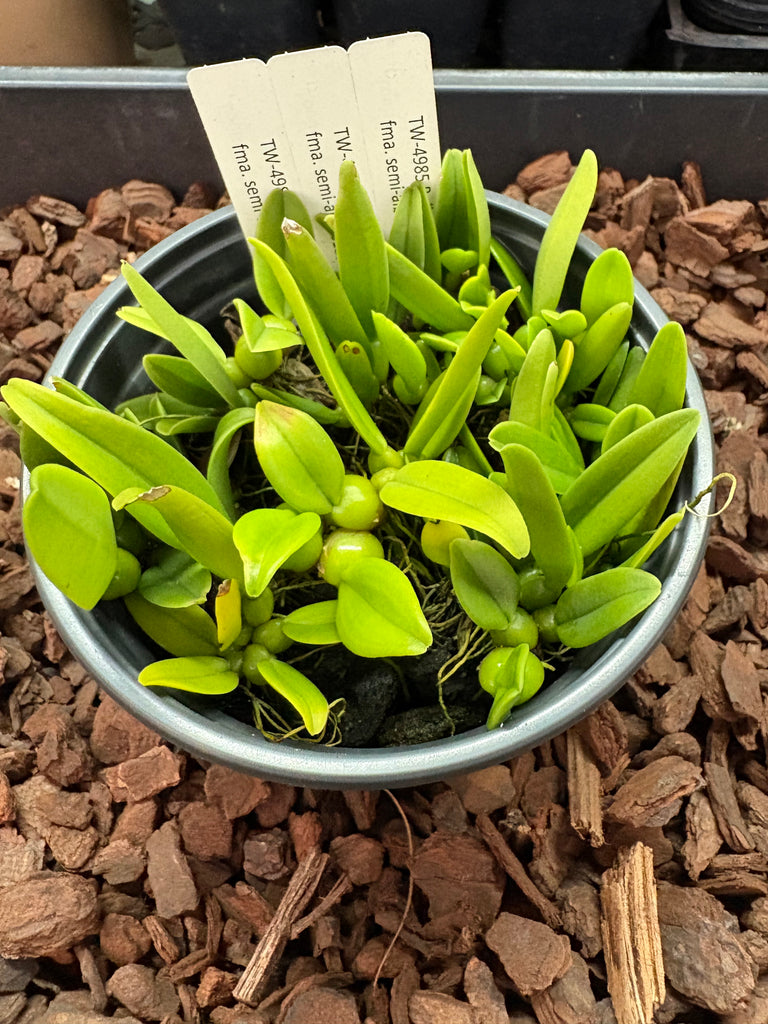 COMPOT Bulb. fascinator fma. semi-alba