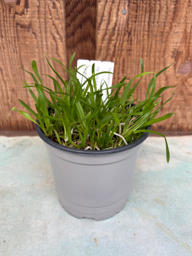 COMPOT Enc. replicata