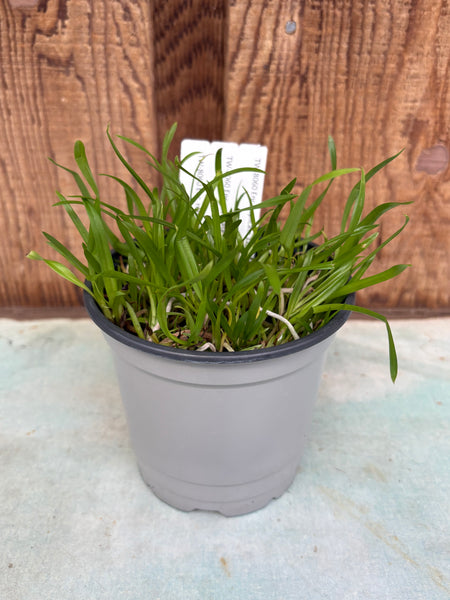 COMPOT Enc. replicata