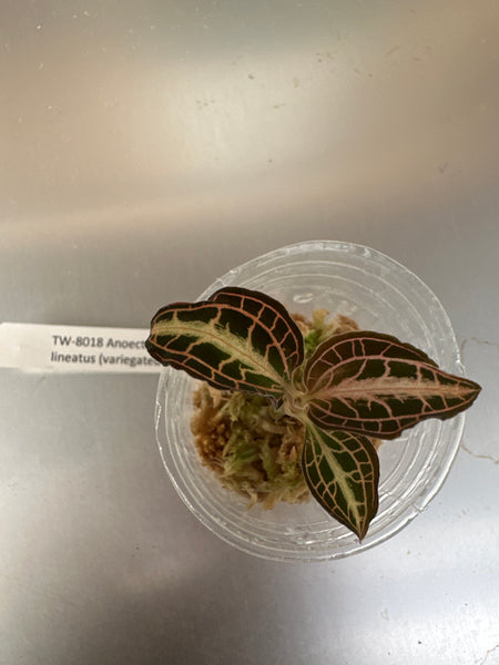 Jewel Orchid Anoectochilus albo-lineatus (variegated leaves)