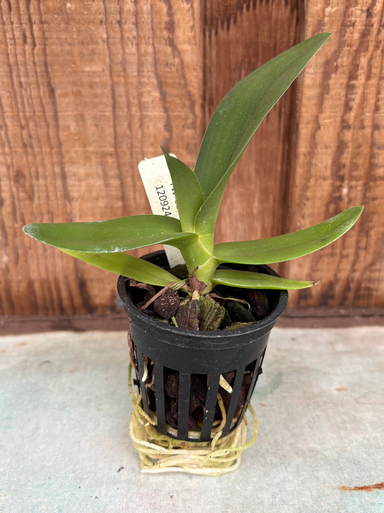 Angraecum comorense Seedlings