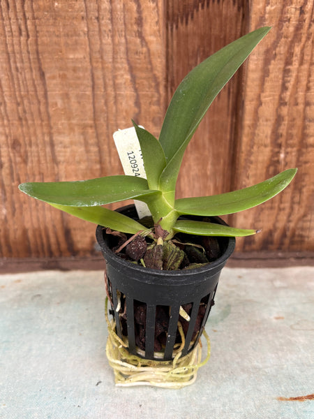 Angraecum comorense Seedlings
