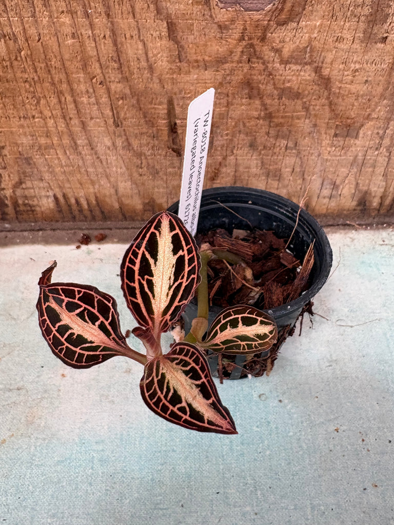 Jewel Orchid Anoectochilus albo-lineatus (variegated leaves)