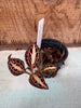 Jewel Orchid Anoectochilus albo-lineatus (variegated leaves)
