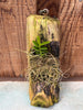 Oeonia volucris mounted