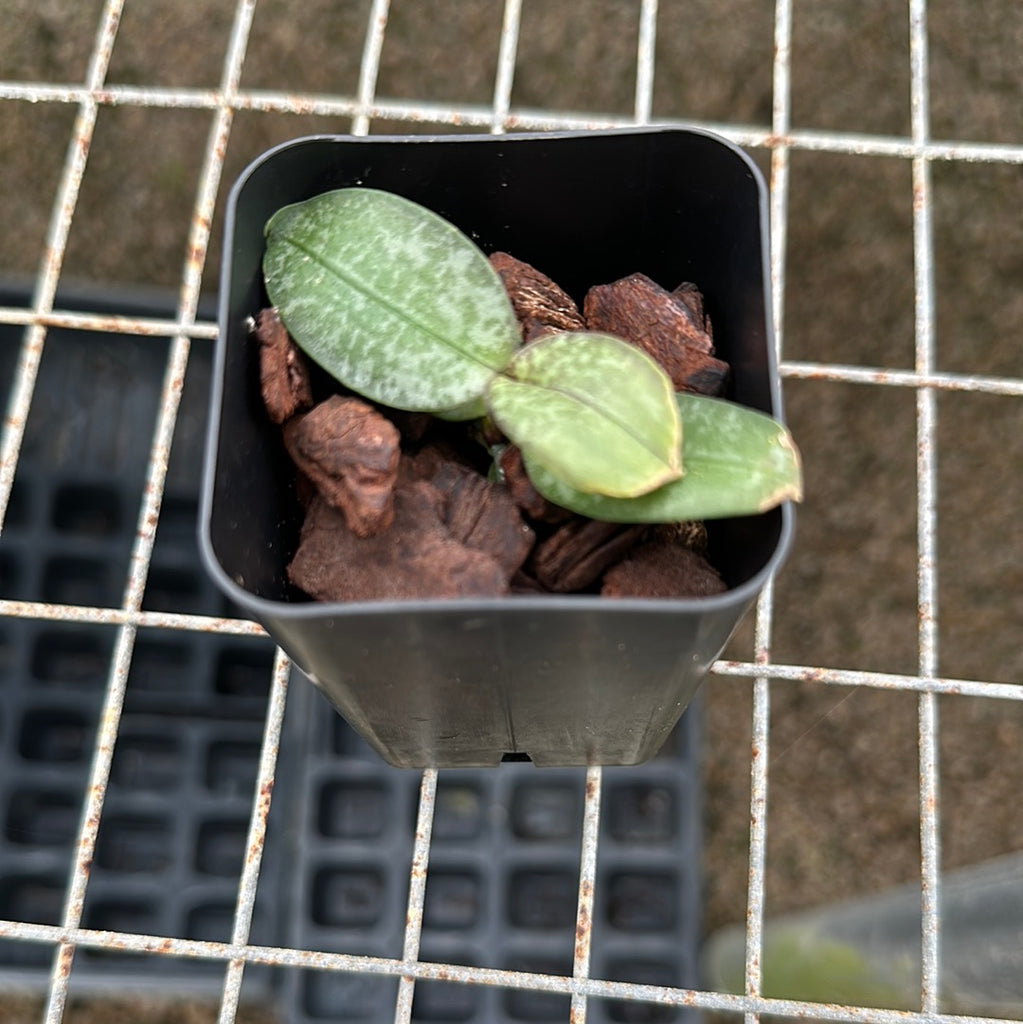 Phal. celebensis