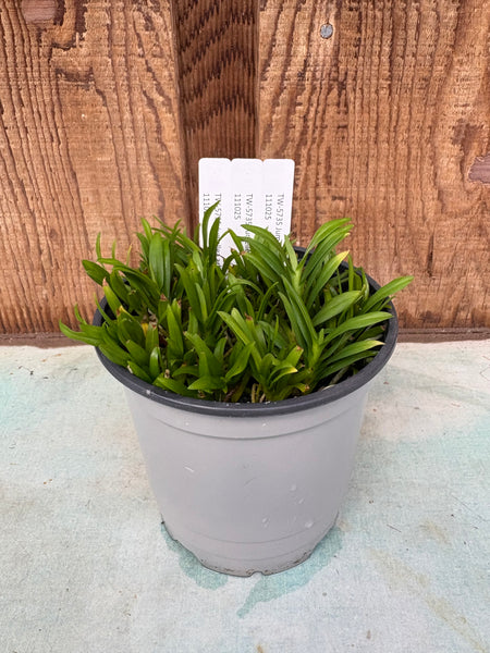 COMPOT—Jumellea arborescens