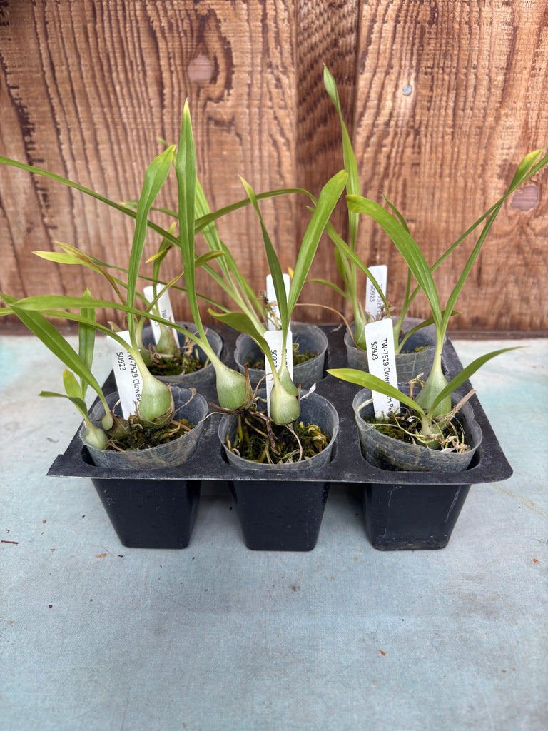 Clowesetum Penang Waltz 6 Pack