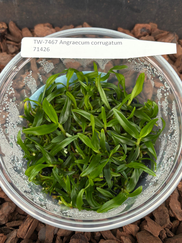 FLASK Angraecum corrugatum