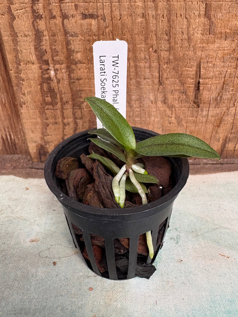 Phalaenopsis (pulcherrima x Anna-Larati Soekardi)