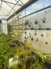 Dendrobium mirbelianum