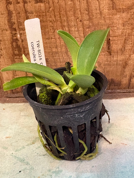 C. bowringiana fma coerulea