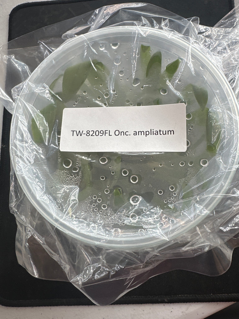 FLASK Onc.  ampliatun