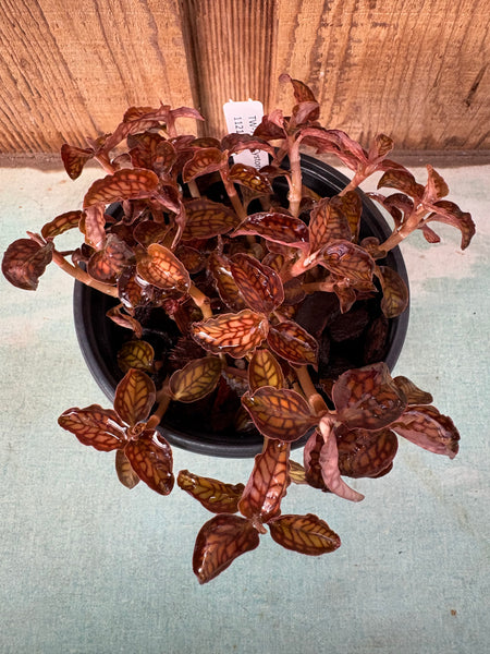 COMPOT Jewel Orchid-Cystorchis stenoglossa