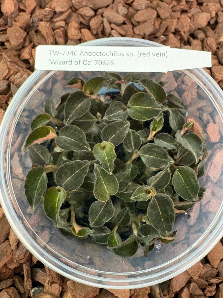 FLASK Anoectochilus sp. (red vein) 'Wizzard of Oz' JEWEL ORCHID