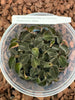 FLASK Anoectochilus sp. (red vein) 'Wizzard of Oz' JEWEL ORCHID