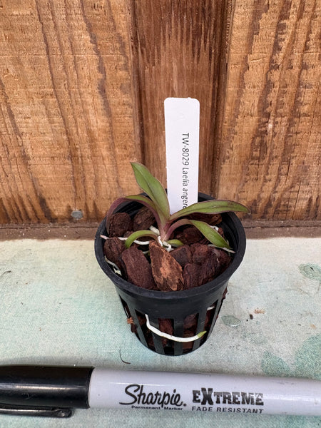 Laelia angereri