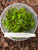 FLASK Dendrobium calophyllum