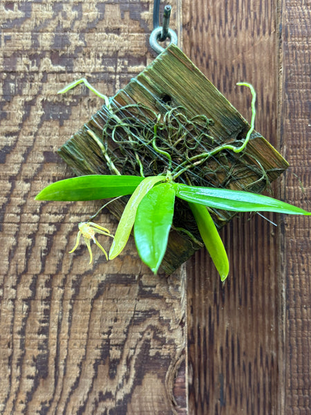 Thrixspermum acuminatissimum