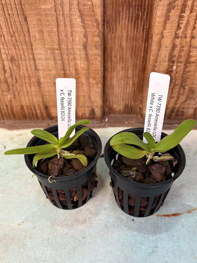 Amesiella LOC Snow White x C. fessellii