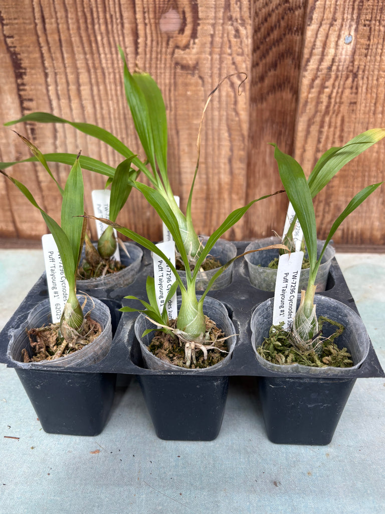 Cycnodes Jumbo Puff ‘Taiyoung #1 6 Pack