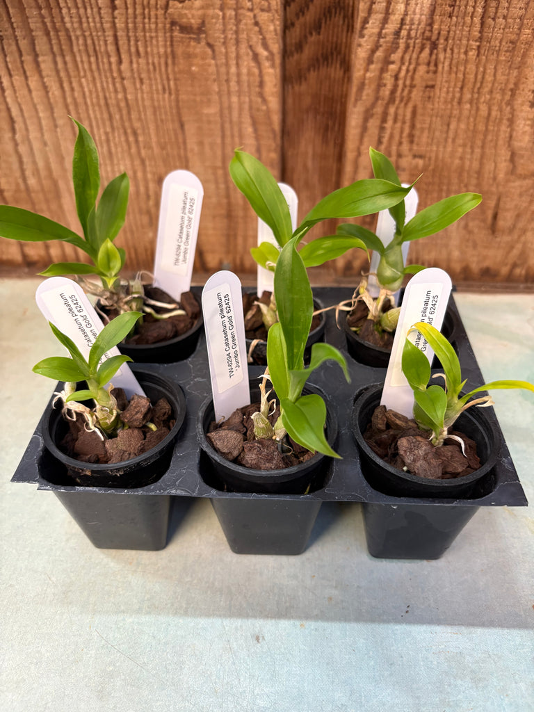 Ctsm. pileatum ‘Jumbo Green Gold’ 6 Pack