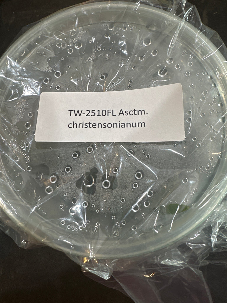 Flask Asctm christensonianum