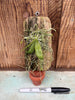 Phalaenopsis parishii MOUNTED