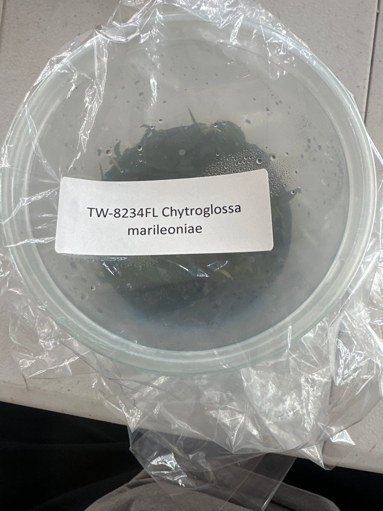 FLASK Chytroglossa marileoniae