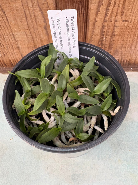 COMPOT Vanda foetida x Phal marriottiana
